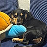 dog, puppy, black_and_tan, sleeping, resting, curled_up, couch, sofa, blue_cushion, orange_ball, toy, indoor, home, cozy, cute, pet, long_tail, floppy_ears, lying_down, portrait