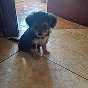 Gaspar participe au concours pour gagner de l'argent avec cette photo : adorable, animal, black_and_brown, cute, dog, domestic, doorway, ears, floor, fur, home, indoor, light, pet, puppy, shadow, sitting, small_dog, tile_floor, young_dog