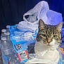 Nala joined the competition — help win amazing prizes! cat, tabby, plastic_pack, water_bottles, curious, pet, indoor, container, packaging, domestic_animal, white_paws, green_eyes, sitting, close_up, face, feline, household, curiosity, plastic, tear