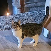 Nala joined the competition — help win amazing prizes! cat, tabby_cat, white_paws, white_chest, wooden_floor, rug, indoor, pet, animal, curious, looking, standing, tail_up, home_interior, furniture, light, cozy, domestic_cat, mammal, eyes