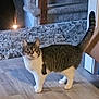 cat, tabby_cat, white_paws, white_chest, wooden_floor, rug, indoor, pet, animal, curious, looking, standing, tail_up, home_interior, furniture, light, cozy, domestic_cat, mammal, eyes