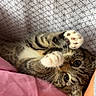 Moana participe au concours pour gagner de l'argent avec cette photo : kitten, tabby, cat, paw, cute, playful, pet, animal, feline, fur, whiskers, bed, blanket, pink, pattern, relaxed, indoor, closeup, young, adorable