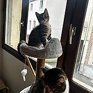 Moana a rejoint le concours — aidez-le/la à gagner de superbes lots ! cat, kitten, tabby, cat_tree, window, indoor, pet, feline, curious, relaxed, toy, scratching_post, cozy, animal, house, daylight, looking, domestic, fur, whiskers