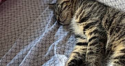 Moana a rejoint le concours — aidez-le/la à gagner de superbes lots ! kitten, cat, sleeping, bed, blanket, patterned, resting, fur, paw, whiskers, cozy, indoor, domestic, pet, animal, cute, tabby, soft_light, leopard_print, relaxation