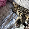 kitten, cat, sleeping, bed, blanket, patterned, resting, fur, paw, whiskers, cozy, indoor, domestic, pet, animal, cute, tabby, soft_light, leopard_print, relaxation