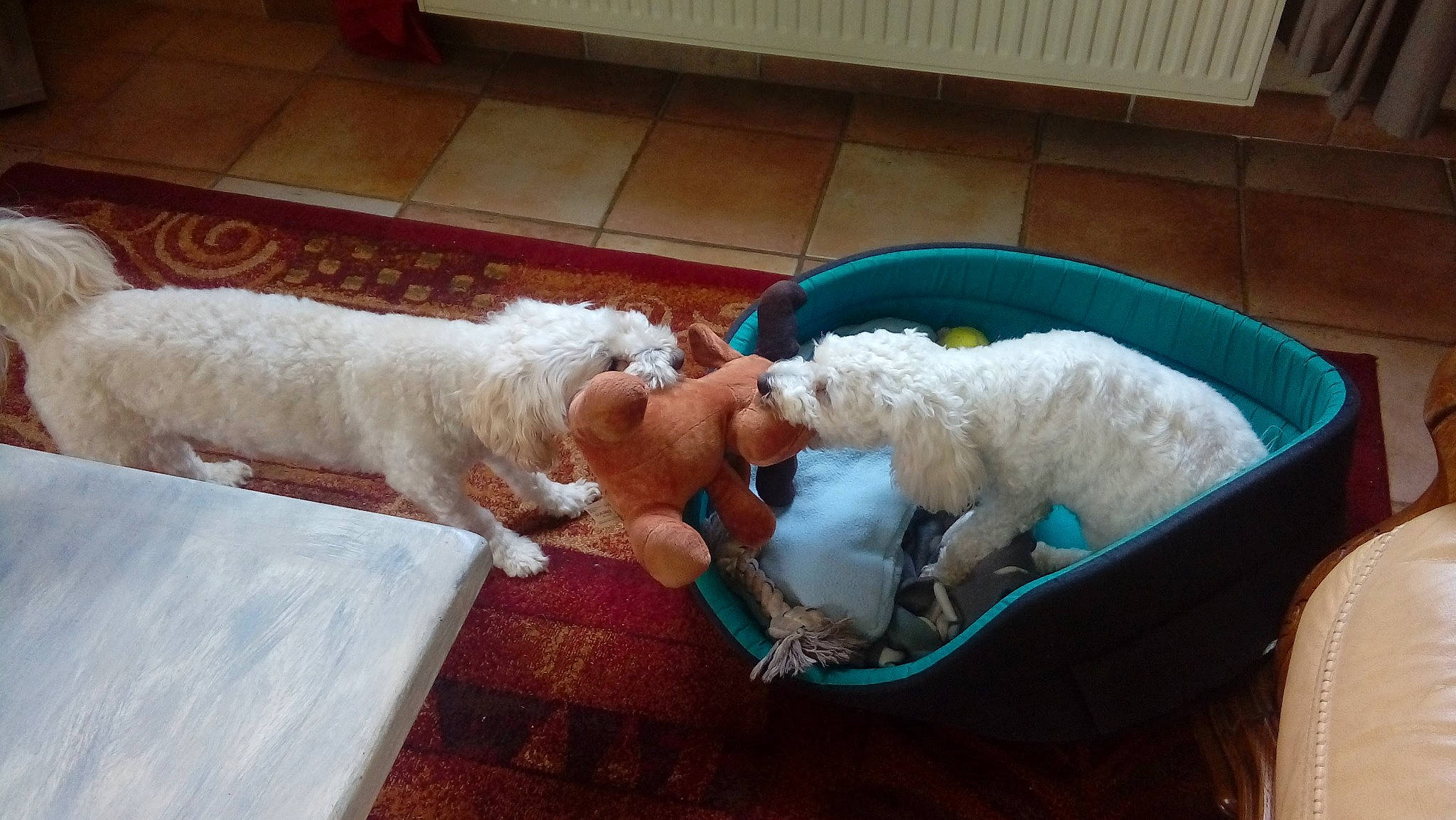 Jess participe au concours pour gagner de l'argent avec cette photo : canidae, carnivore, child, cockapoo, comfort, companion_dog, couch, dog, dog_breed, fawn, flooring, fur, labradoodle, mammal, nap, sporting_group, tail, terrier, toy_dog, vertebrate