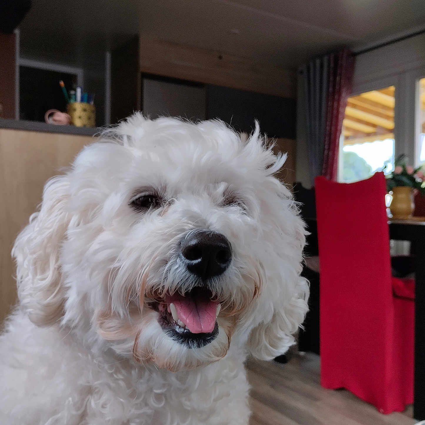 Naika participe au concours pour gagner de l'argent avec cette photo : dog, white_dog, fluffy, curly_fur, pet, animal, portrait, close_up, happy, smiling, tongue_out, black_nose, indoors, home, living_room, dining_area, red_chair, window, curtains, plant
