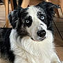 Lucky a rejoint le concours — aidez-le/la à gagner de superbes lots ! dog, border_collie, blue_eyes, black_and_white, indoor, tile_floor, wooden_chair, pet, canine, fur, close_up, animal, sitting, looking_at_camera, domestic_animal, portrait, calm, curious, fluffy, companion