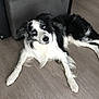 dog, border_collie, blue_eyes, black_and_white, lying_down, wooden_floor, couch, ottoman, indoor, pet, canine, furniture, relaxed, looking_up, flooring, domestic_animal, companion, household, fur, animal