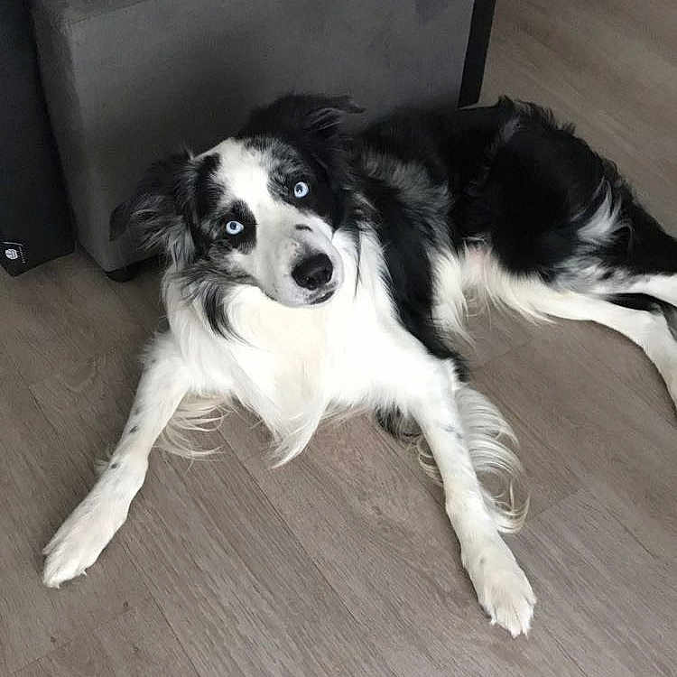 Lucky participe au concours pour gagner de l'argent avec cette photo : animal, black_and_white, blue_eyes, border_collie, canine, companion, couch, dog, domestic_animal, flooring, fur, furniture, household, indoor, looking_up, lying_down, ottoman, pet, relaxed, wooden_floor