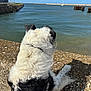 dog, black_and_white, fur, sitting, water, harbor, sky, boat, outdoor, sunny, rocky_surface, calm, peaceful, leash, collar, sea, nature, daytime, animal, canine
