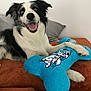 dog, black_and_white, border_collie, plush_toy, blue_toy, bone_shaped_toy, blanket, orange_blanket, couch, pillow, gray_pillow, indoor, pet, happy, smiling, fur, animal, playful, resting, cute