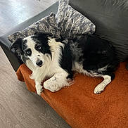 Lucky participe au concours pour gagner de l'argent avec cette photo : dog, border_collie, black_and_white, blue_eyes, couch, orange_blanket, pillow, indoor, pet, relaxed, fur, canine, floor, resting, animal, domestic, living_room, comfort, laying, cute