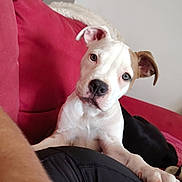 Alyha participe au concours pour gagner de l'argent avec cette photo : puppy, dog, white_dog, brown_patch, couch, red_couch, indoor, pet, animal, paw, curious, resting, blanket, human_leg, black_clothing, close_up, cute, companion, domestic, relaxed