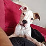 puppy, dog, white_dog, brown_patch, couch, red_couch, indoor, pet, animal, paw, curious, resting, blanket, human_leg, black_clothing, close_up, cute, companion, domestic, relaxed