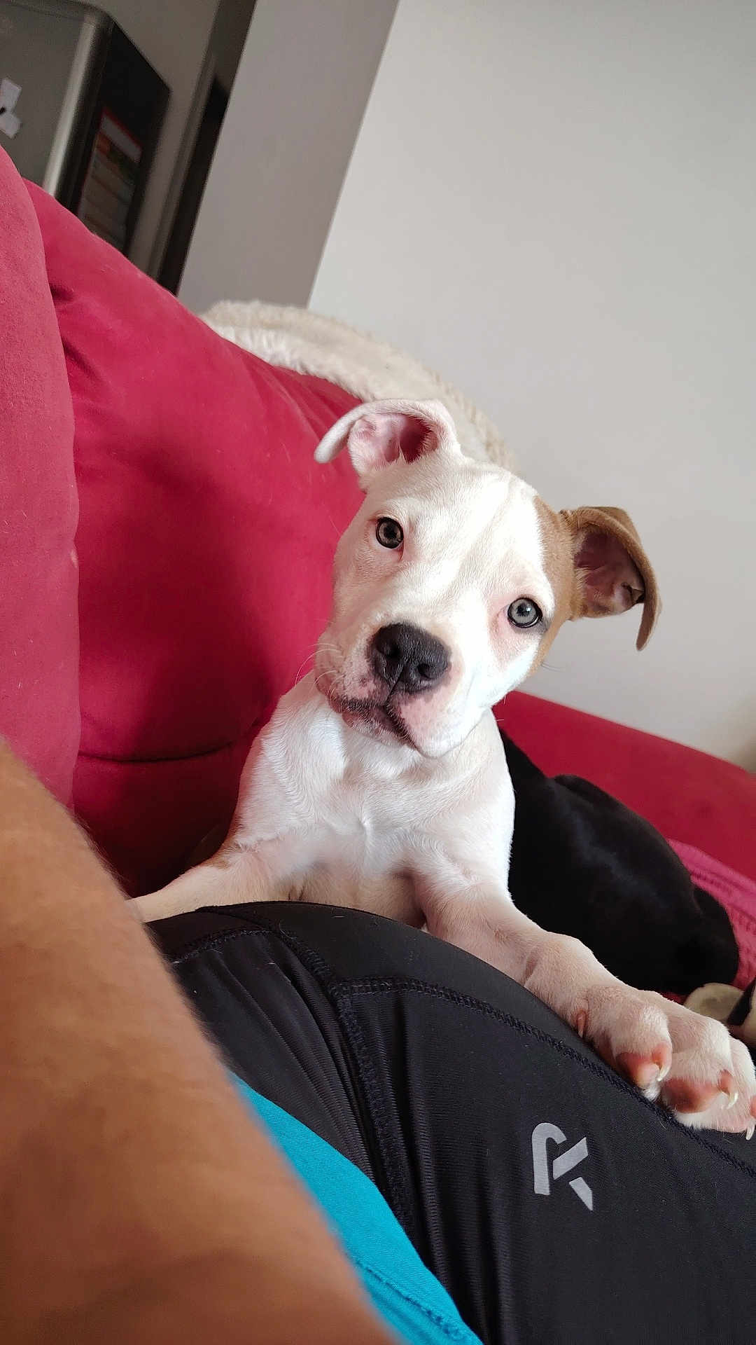 Alyha participe au concours pour gagner de l'argent avec cette photo : puppy, dog, white_dog, brown_patch, couch, red_couch, indoor, pet, animal, paw, curious, resting, blanket, human_leg, black_clothing, close_up, cute, companion, domestic, relaxed