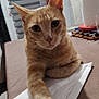 cat, orange_tabby, paw, table, paper_towel, indoor, household_items, feline, curious, fur, whiskers, ears, closeup, pet, domestic_animal, relaxed, looking, front_view, brown, soft