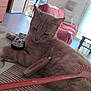cat, living_room, remote_control, table, couch, blanket, clock, window, daylight, floor_tiles, door, pillow, tool, relaxed, indoor, pet, furniture, wooden_handle, pink, home