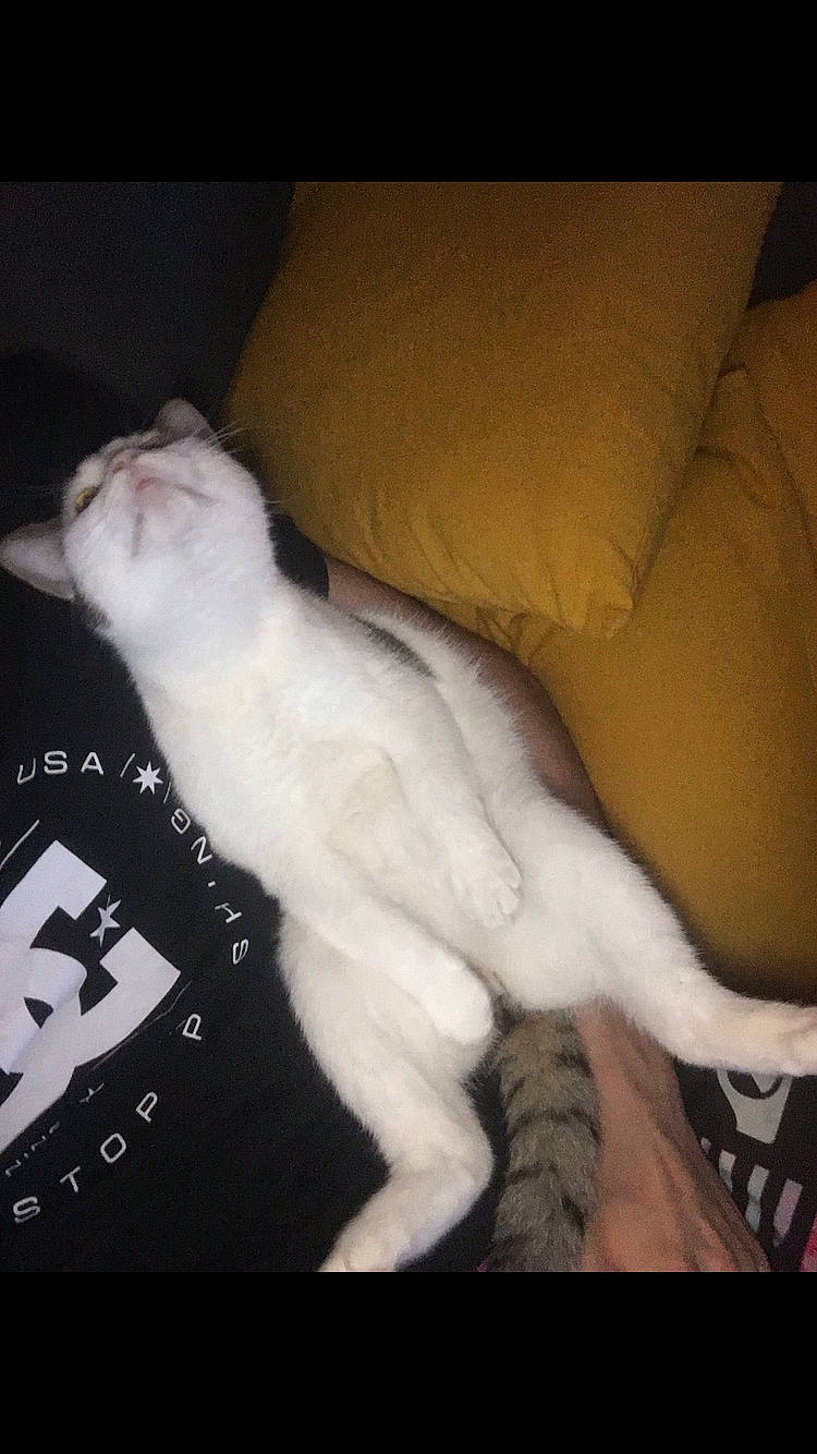 Jam a rejoint le concours — aidez-le/la à gagner de superbes lots ! carnivore, cat, claw, cloud, comfort, couch, darkness, domestic_short_haired_cat, felidae, foot, fur, human_leg, mammal, paw, photo_caption, small_to_medium_sized_cats, tail, whiskers