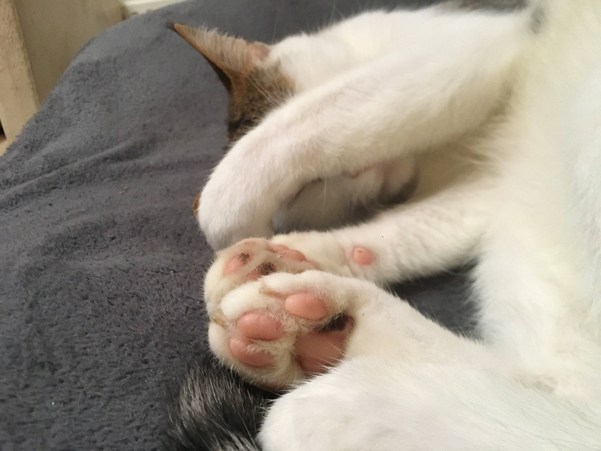 Jam a rejoint le concours — aidez-le/la à gagner de superbes lots ! carnivore, cat, claw, comfort, domestic_short_haired_cat, felidae, foot, fur, nap, paw, sleep, small_to_medium_sized_cats, tail, terrestrial_animal, whiskers