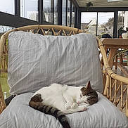 Jamouz a rejoint le concours — aidez-le/la à gagner de superbes lots ! animal, architecture, balcony, building, canine, cat, crib, cushion, dog, dogbed, furniture, homedecor, infantbed, kitten, pet, pillow