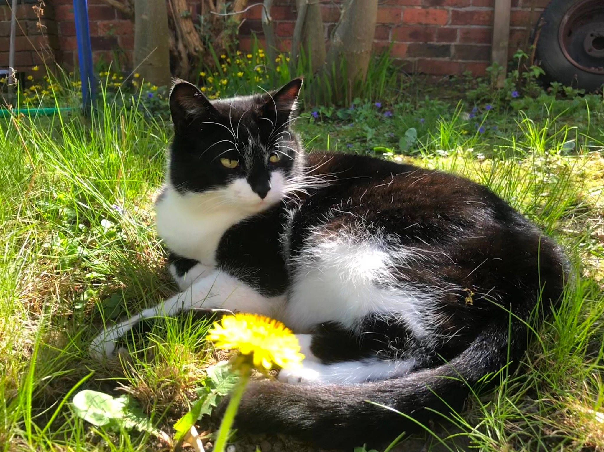 Smudge is registered to the contest to win money with this photo: automotive_tire, carnivore, cat, domestic_short_haired_cat, eye, fawn, felidae, fur, garden, grass, groundcover, lawn, people_in_nature, plant, sitting, small_to_medium_sized_cats, tail, terrestrial_animal, whiskers, yard