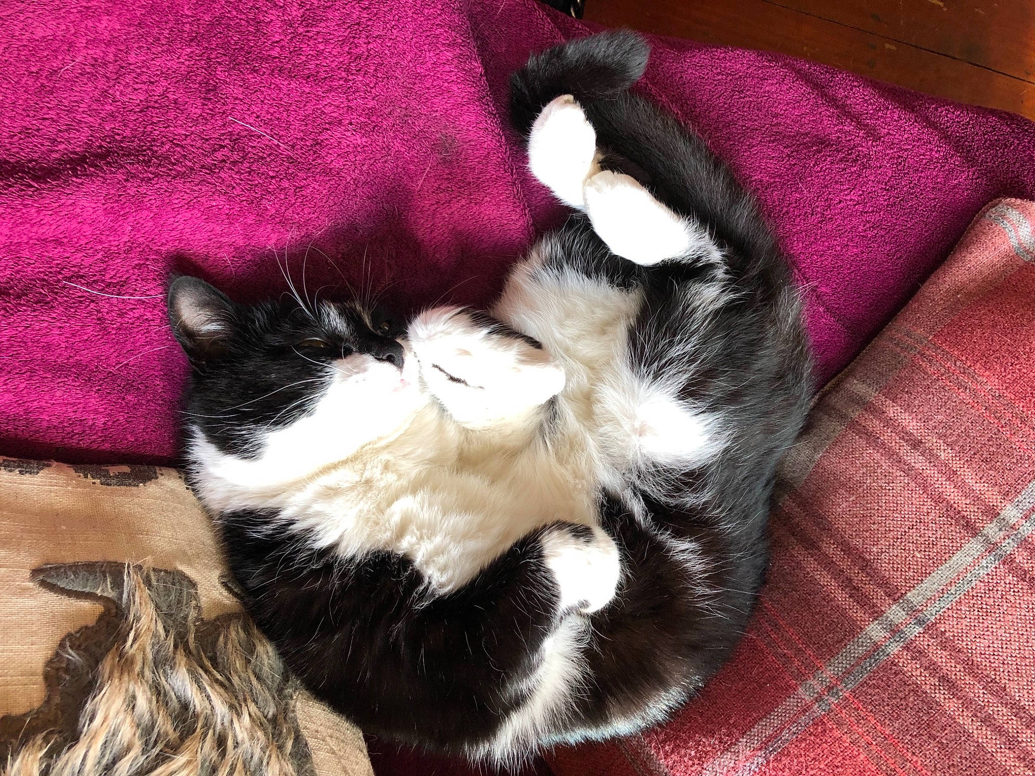 Smudge is registered to the contest to win money with this photo: canidae, carmine, carnivore, cat, cat_supply, claw, comfort, companion_dog, dog_breed, domestic_short_haired_cat, felidae, foot, fur, magenta, nap, paw, small_to_medium_sized_cats, tail, terrestrial_animal, whiskers