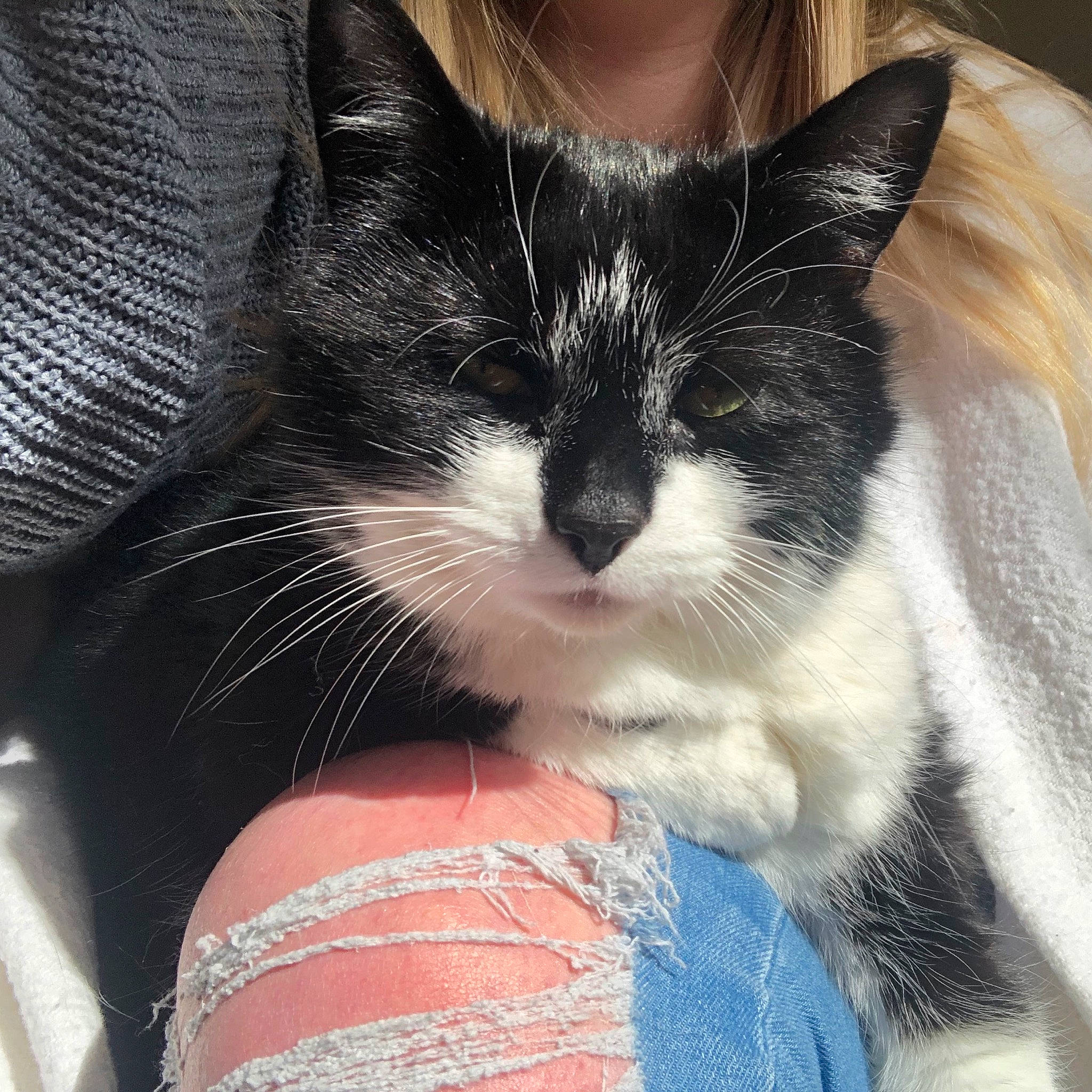 Smudge is registered to the contest to win money with this photo: carnivore, cat, claw, comfort, domestic_short_haired_cat, ear, eye, eyelash, felidae, fur, human_leg, leg, nap, paw, sitting, small_to_medium_sized_cats, snout, tail, thigh, whiskers