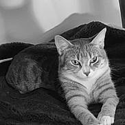 Spicy participe au concours pour gagner de l'argent avec cette photo : animal, black_and_white, blanket, bottle, calm, cat, close_up, cozy, feline, fur, home, indoor, lying_down, paws, pet, portrait, relaxed, resting, texture, whiskers
