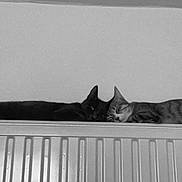 Xéna Et Spicy a rejoint le concours — aidez-le/la à gagner de superbes lots ! animal, black_cat, cat, close_together, companionship, cozy, feline, home, indoor, laying_down, monochrome, pair, pet, quiet, radiator, relaxing, resting, sleeping, striped_cat, two_animals