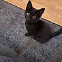 Abysse a rejoint le concours — aidez-le/la à gagner de superbes lots ! black_kitten, cat, kitten, pet, indoor, floor, rug, wooden_floor, curious, looking_up, animal, feline, young_cat, cute, small, domestic_cat, fur, whiskers, ears, tail