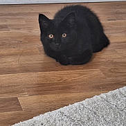 Abysse participe au concours pour gagner de l'argent avec cette photo : black_cat, kitten, wooden_floor, carpet, indoor, pet, animal, fur, cute, small, young, whiskers, ears, eyes, looking, crouching, flooring, home, domestic, feline