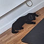 Abysse a rejoint le concours — aidez-le/la à gagner de superbes lots ! black_cat, cat, pet, floor, wooden_floor, indoor, radiator, furniture, curious, animal, lying_down, black_fur, home, domestic_animal, eyes, cozy, relaxing, looking, flooring, shadow