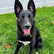 Freya is registered to the contest to win money with this photo: dog, black_dog, white_paws, white_chest, grass, outdoor, pet, happy, playful, ears, tongue, collar, fence, nature, animal, canine, sitting, smiling, friendly, daylight