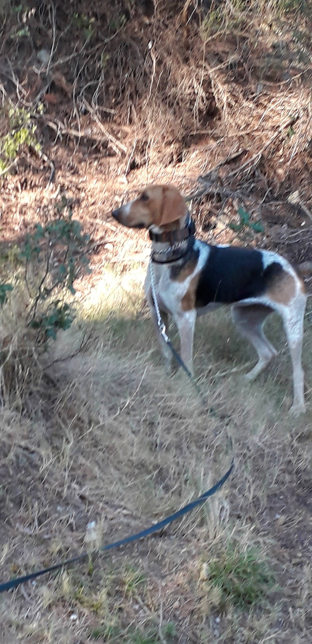 Nala participe au concours pour gagner de l'argent avec cette photo : american_foxhound, beagle, beagle_harrier, canidae, carnivore, coonhound, dog, dog_breed, english_coonhound, estonian_hound, grand_anglo_francais_tricolore, halden_hound, harrier, hunting_dog, mammal, serbian_hound, serbian_tricolour_hound, sporting_group, treeing_walker_coonhound, vertebrate