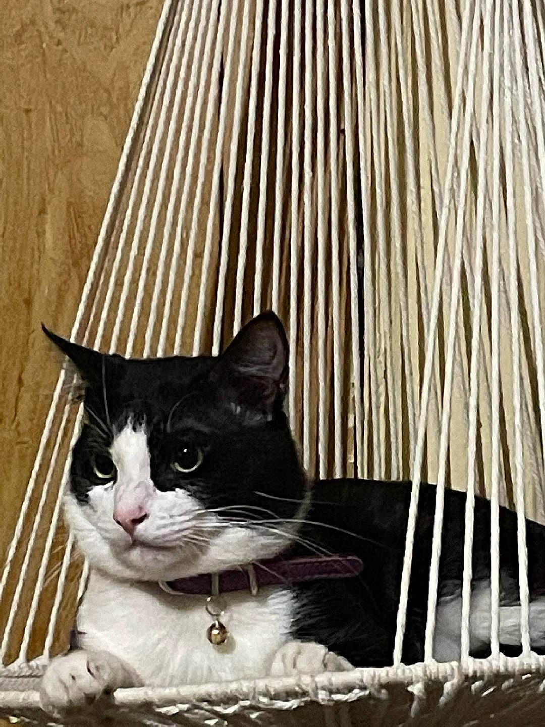 Corona is registered to the contest to win money with this photo: black_cat, carnivore, cat, cat_supply, domestic_short_haired_cat, felidae, fur, line, mammal, monochrome, monochrome_photography, pet_supply, small_to_medium_sized_cats, snout, tail, tints_and_shades, vertebrate, whiskers, window, wood