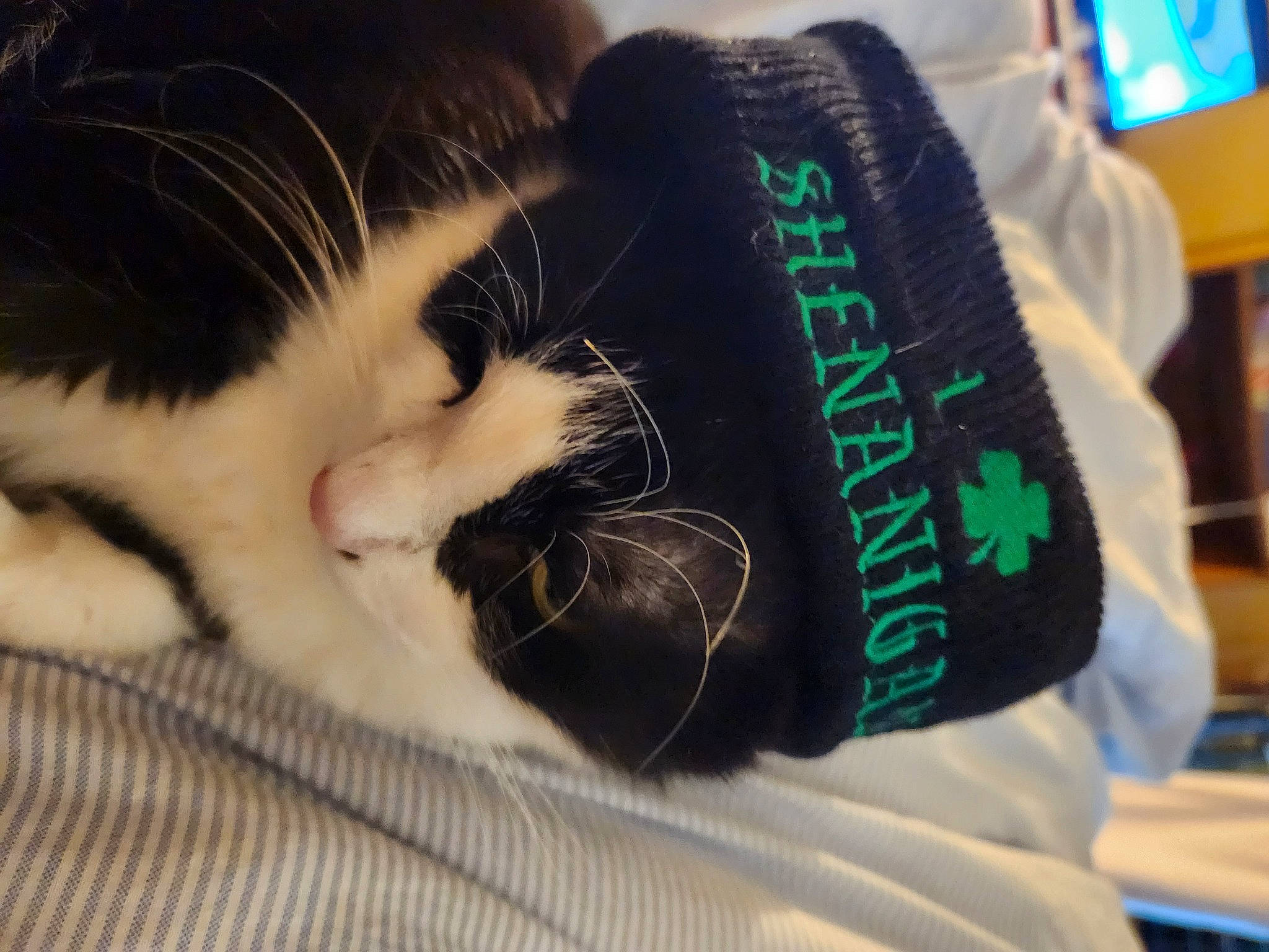 Corona joined the competition — help win amazing prizes! carnivore, cat, claw, comfort, domestic_short_haired_cat, felidae, foot, fur, human_leg, lap, leg, nap, paw, sleep, sleeve, small_to_medium_sized_cats, snout, tail, television, whiskers