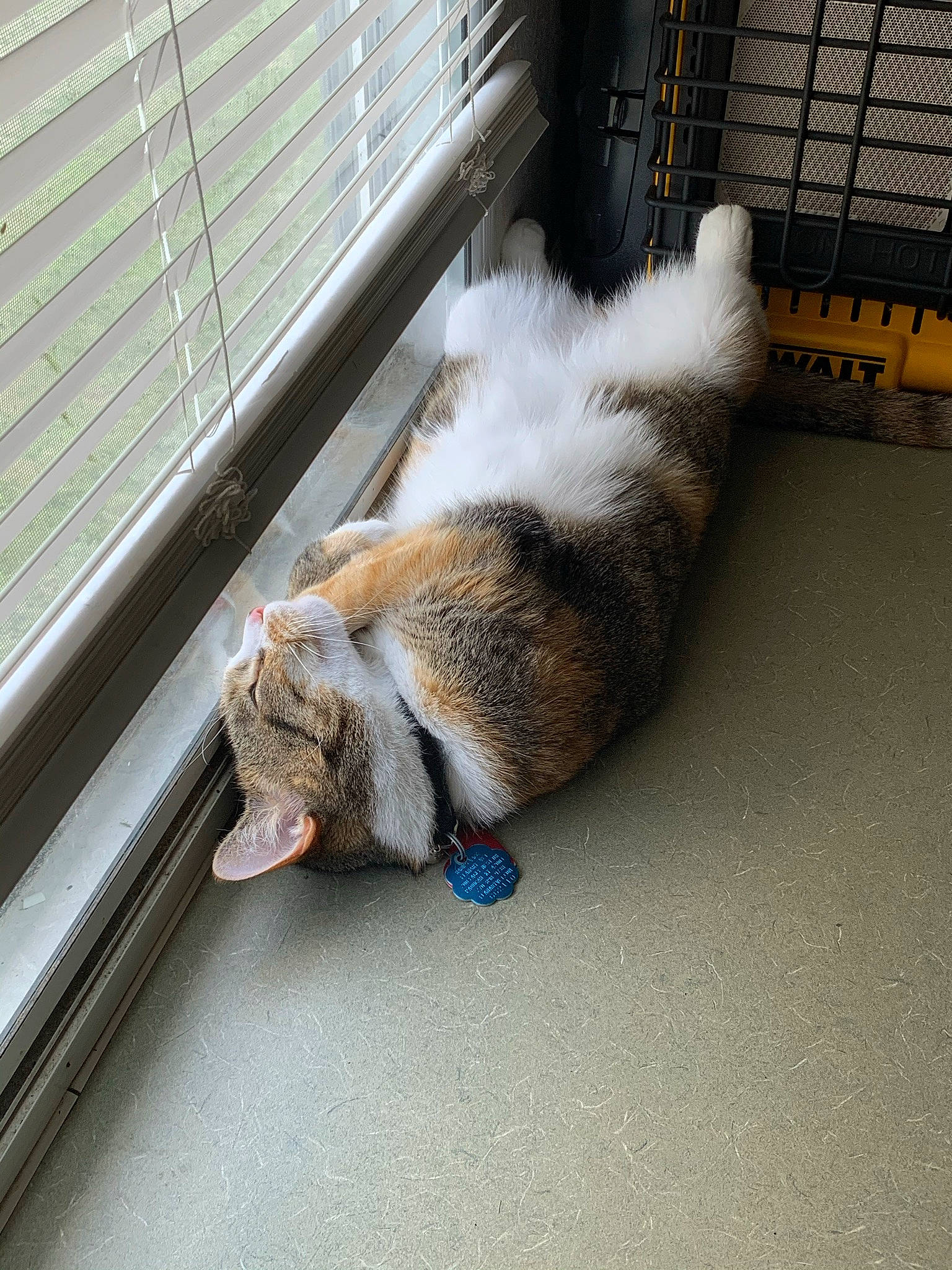 Lucy is registered to the contest to win money with this photo: animal_shelter, canidae, carnivore, cat, claw, comfort, companion_dog, dog_breed, domestic_short_haired_cat, fawn, felidae, flooring, fur, mesh, small_to_medium_sized_cats, snapshot, snout, sporting_group, tail, whiskers