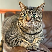 Maxwell is registered to the contest to win money with this photo: alert, animal, cat, closeup, domestic, ears, feline, fur, home, indoor, leather_couch, mammal, paws, pet, portrait, relaxed, resting, striped, tabby, whiskers