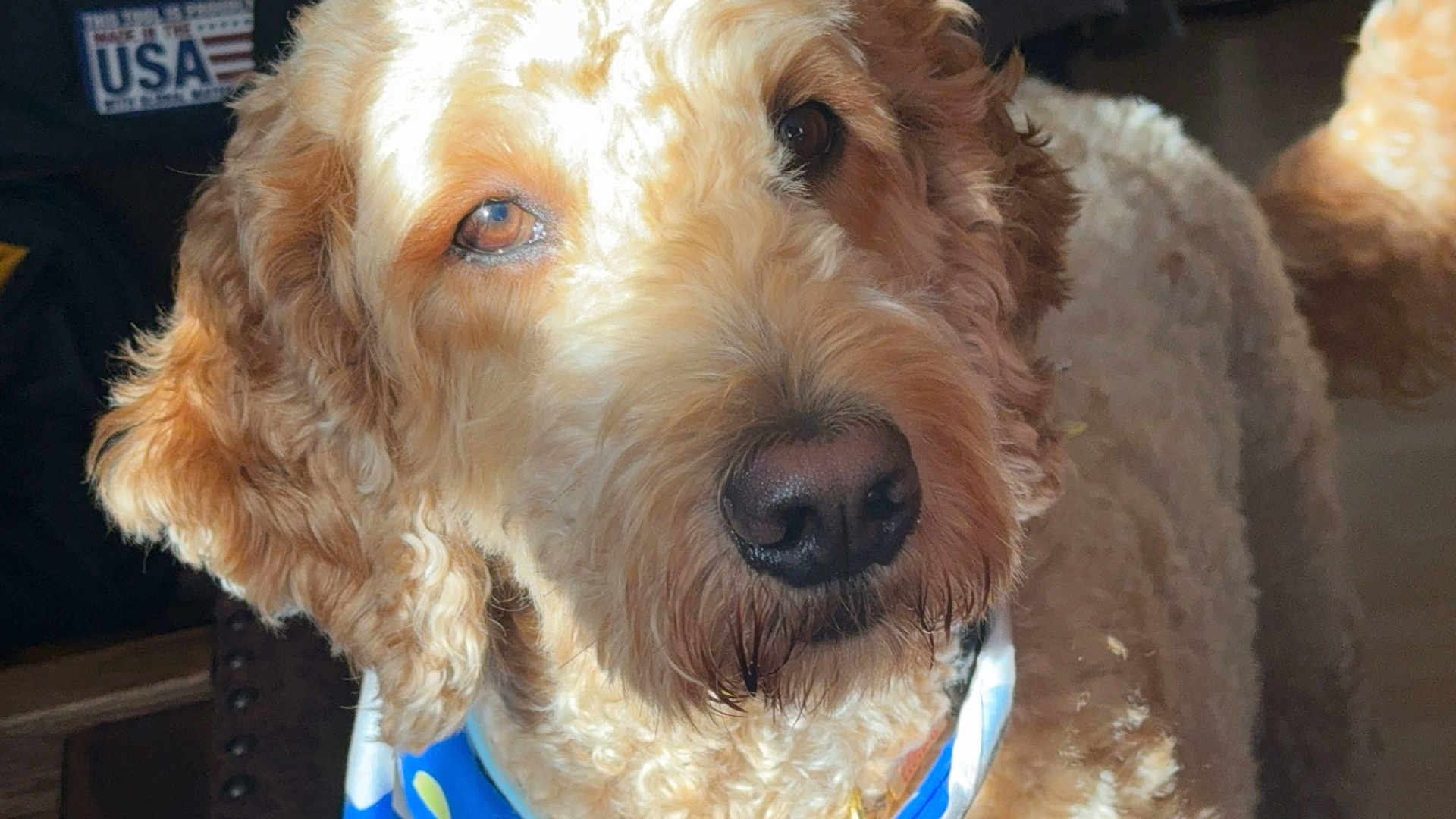 Winnie is registered to the contest to win money with this photo: dog, close_up, curly_fur, brown, light, sunlight, indoor, pet, animal, bandana, face, nose, ears, fur_texture, portrait, expression, calm, companion, domestic, mammal