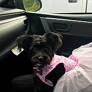 Genesis joined the competition — help win amazing prizes! dog, small_dog, black_dog, pet, car_interior, car_seat, pink_dress, tutu, clothing, window, side_mirror, looking_up, indoor, animal, cute, sitting, vehicle, dashboard, curious, companion