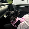 dog, small_dog, black_dog, pet, car_interior, car_seat, pink_dress, tutu, clothing, window, side_mirror, looking_up, indoor, animal, cute, sitting, vehicle, dashboard, curious, companion