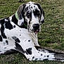 dog, great_dane, black_and_white, grass, outdoor, animal, pet, lying_down, collar, canine, mammal, nature, portrait, resting, spot, large_dog, fur, ears, tongue, watchful