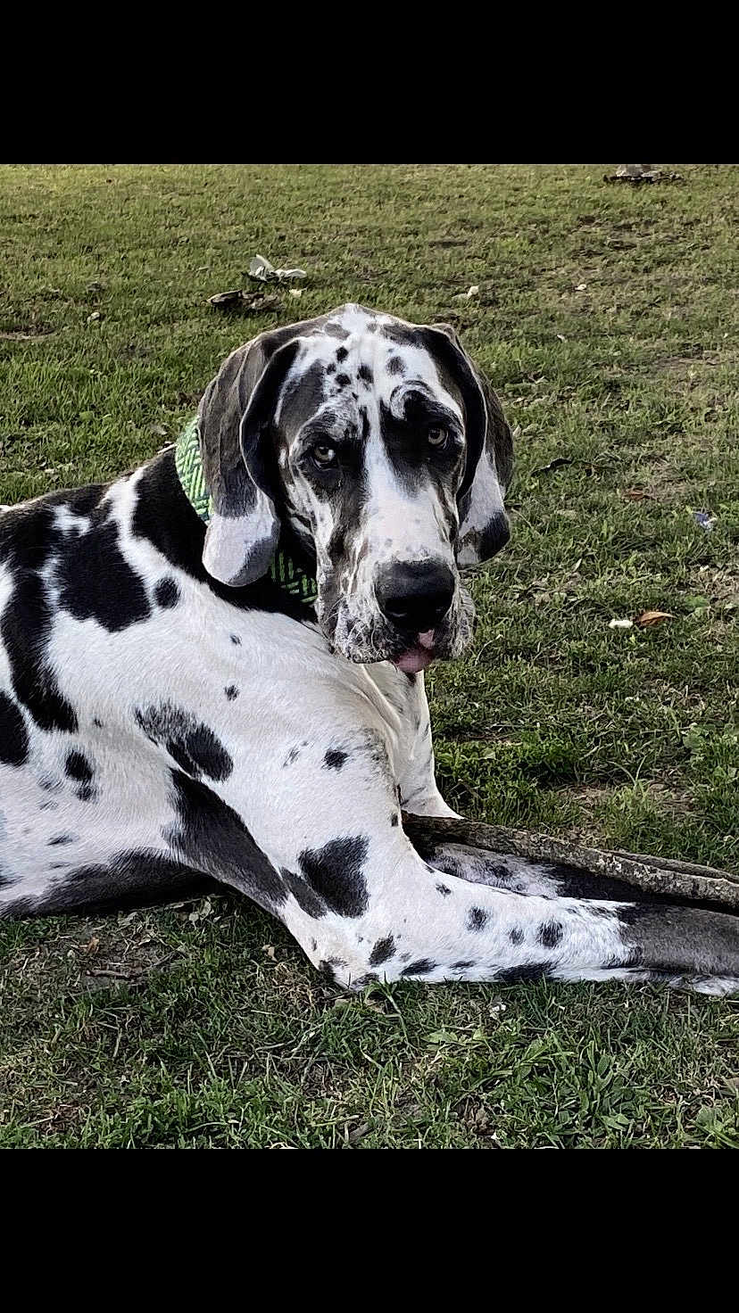 Titus is registered to the contest to win money with this photo: dog, great_dane, black_and_white, grass, outdoor, animal, pet, lying_down, collar, canine, mammal, nature, portrait, resting, spot, large_dog, fur, ears, tongue, watchful