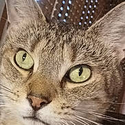 Demon joined the competition — help win amazing prizes! cat, feline, tabby, closeup, portrait, green_eyes, whiskers, fur, ears, nose, muzzle, indoor, window_blinds, pattern, texture, curious_gaze, pet, macro, face, domestic