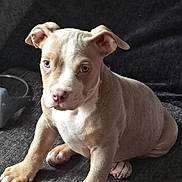 Zeus joined the competition — help win amazing prizes! puppy, dog, pet, animal, young, brown, white, sitting, ears, eyes, paw, fur, indoor, closeup, portrait, cute, canine, domestic, water_bowl, floor