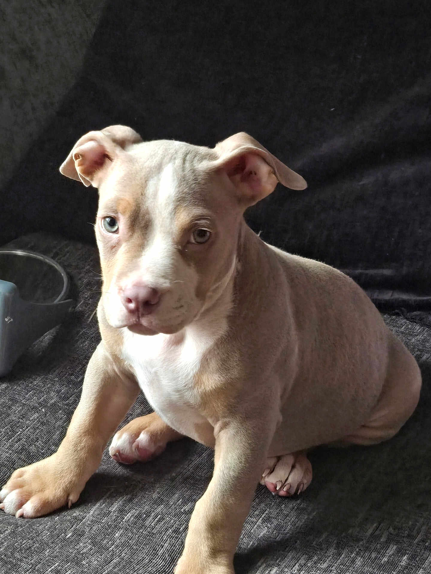 Zeus joined the competition — help win amazing prizes! puppy, dog, pet, animal, young, brown, white, sitting, ears, eyes, paw, fur, indoor, closeup, portrait, cute, canine, domestic, water_bowl, floor