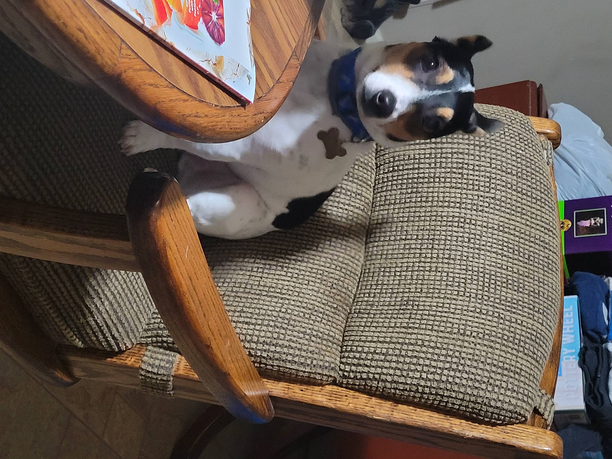 Little Foot is registered to the contest to win money with this photo: auto_part, automotive_design, automotive_exterior, bag, carnivore, comfort, companion_dog, dog, dog_breed, eyewear, fawn, goggles, luggage_and_bags, mammal, motor_vehicle, shoe, sneakers, vehicle, vertebrate, wood