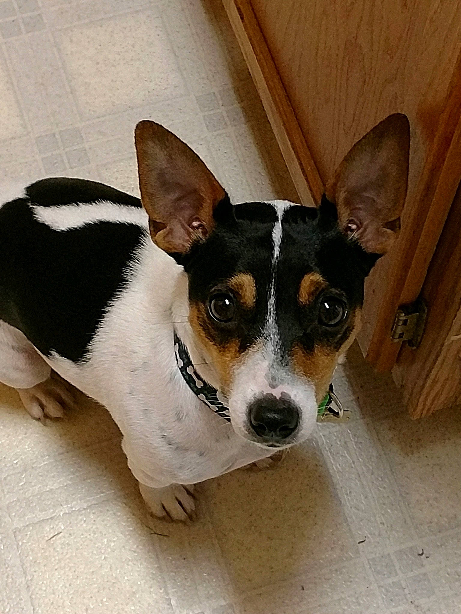 Little Foot joined the competition — help win amazing prizes! ancient_dog_breeds, basenji, canidae, carnivore, collar, companion_dog, dog, dog_breed, dog_supply, fawn, non_sporting_group, paw, puppy, small_terrier, snout, sporting_group, terrier, toy_dog, whiskers, working_animal