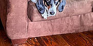 Pearl is registered to the contest to win money with this photo: dog, couch, brown_couch, wood_floor, indoor, pet, canine, black_and_white_dog, relaxed, looking_up, furniture, home, animal, ears, fur, snout, resting, household, living_room, domestic